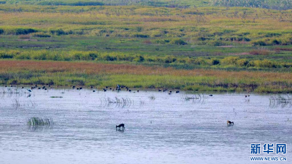 江西永修：“麂鸟共舞”绘鄱湖(图3)