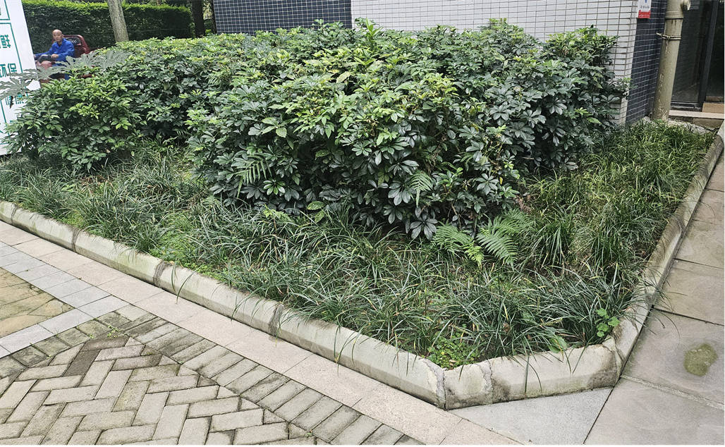 我为小区添把力 | 珠江国际花园小区共创“亲邻微景观” (图1)