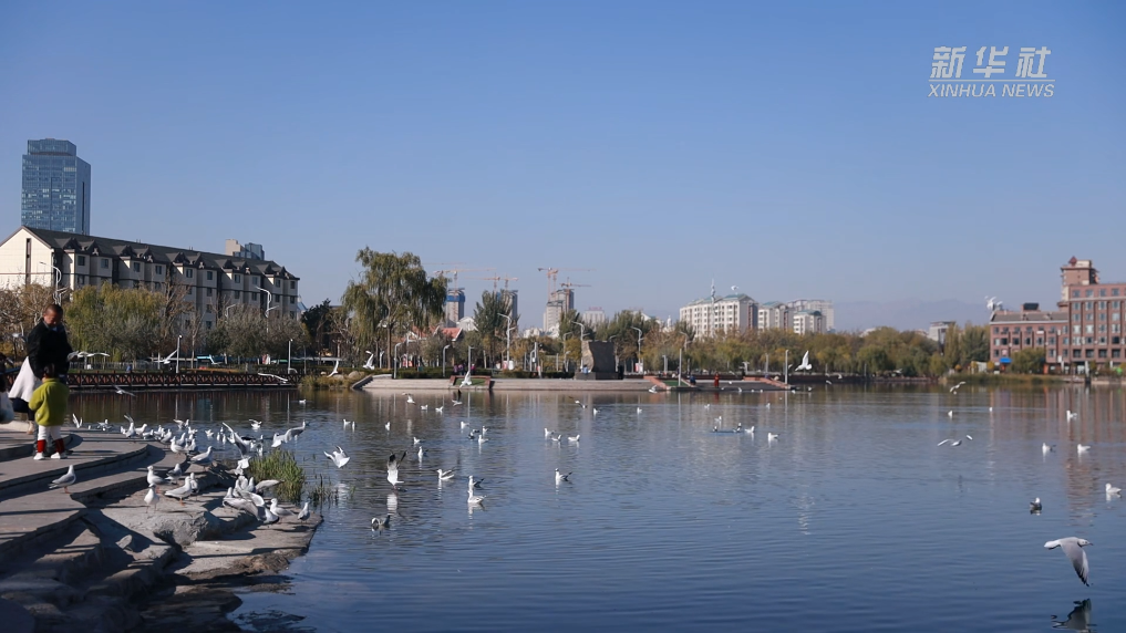 宁夏银川：碧水映鸥影(图3)