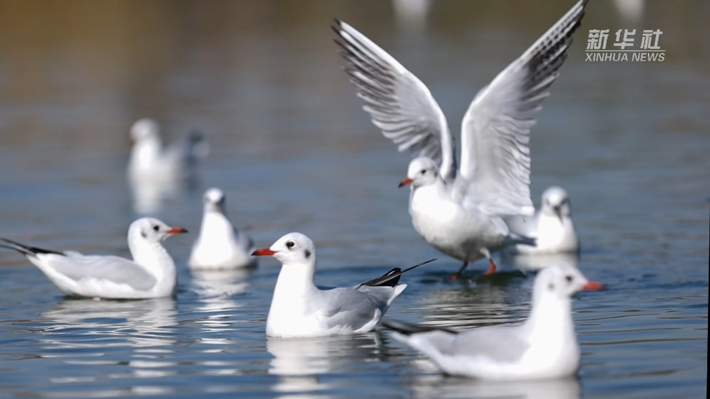 宁夏银川：碧水映鸥影(图2)