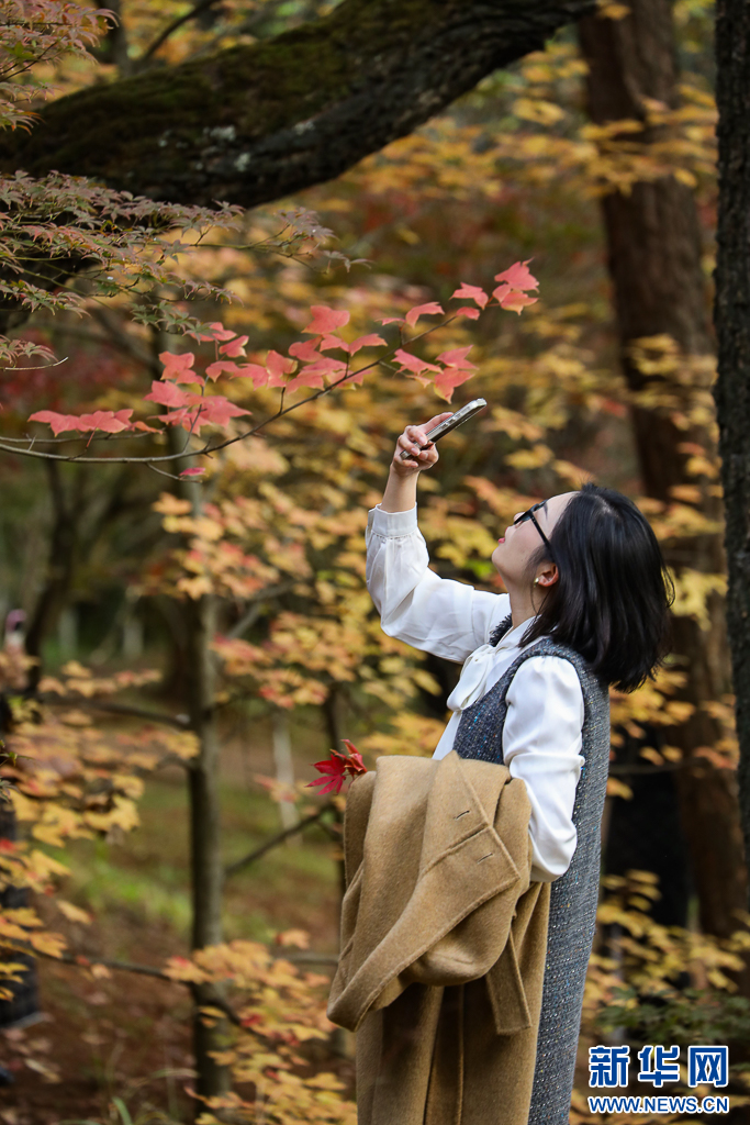 昆明：火红枫叶勾勒诗意公园(图3)