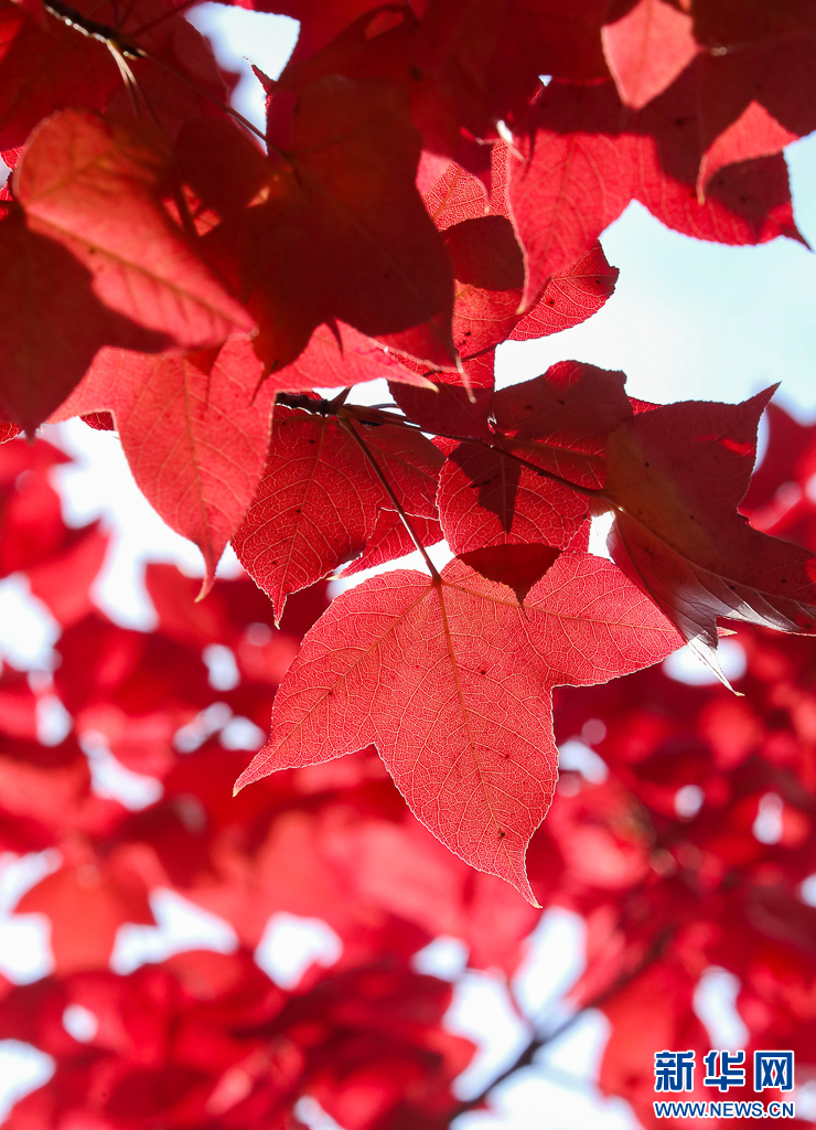 昆明：火红枫叶勾勒诗意公园(图2)