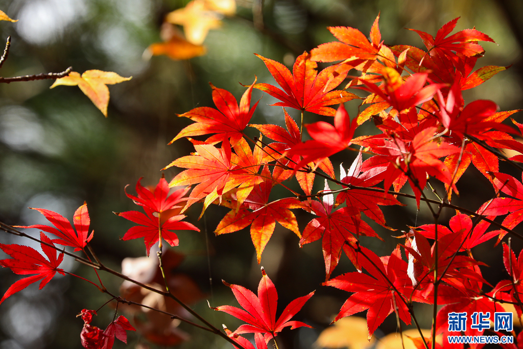 昆明：火红枫叶勾勒诗意公园(图9)