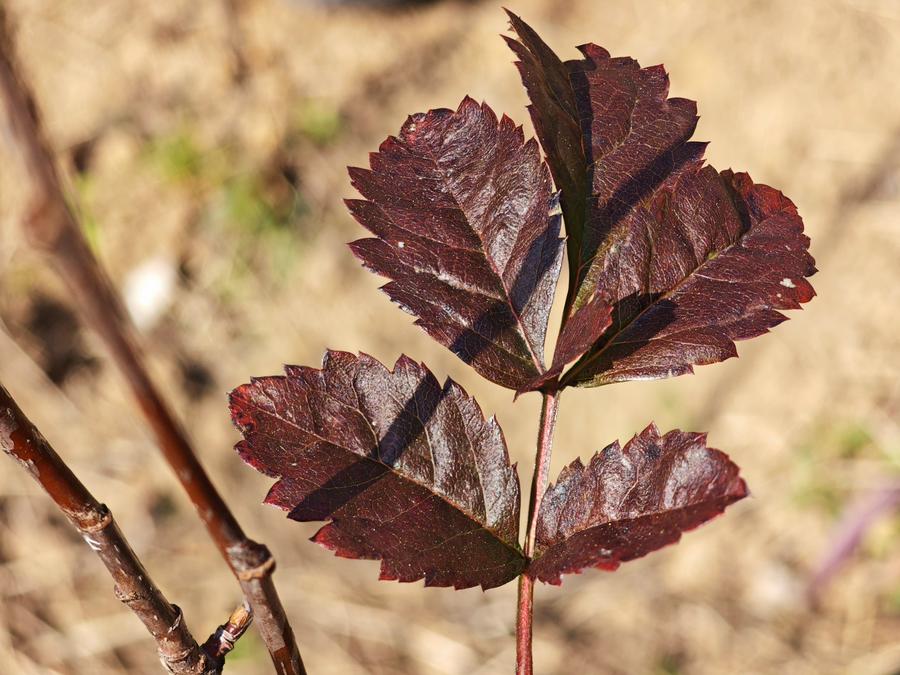曾经“赤无毛”，如今“青未了”(图4)