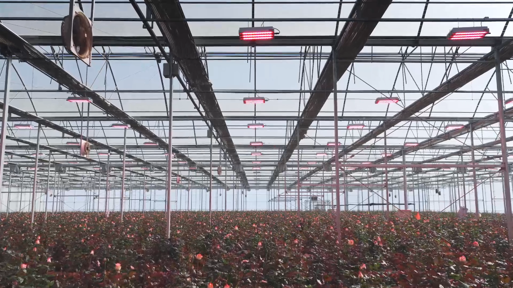 盘点云南晋宁冬日鲜切花“护花”科技(图4)