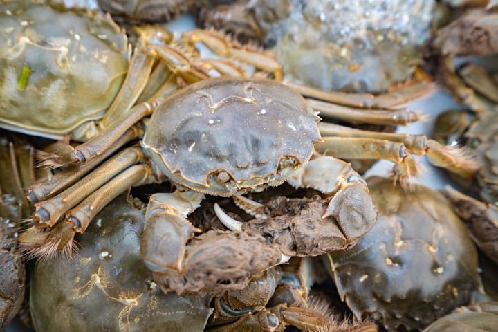 上海农业不只在上海,更在广阔天地(图1) 上海农业不只在上海,更在广阔天地(图1)