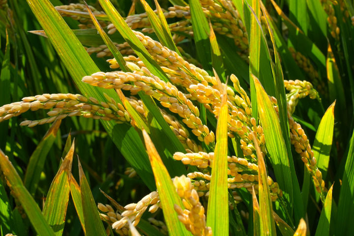 上海农业不只在上海,更在广阔天地(图2) 上海农业不只在上海,更在广阔天地(图2)