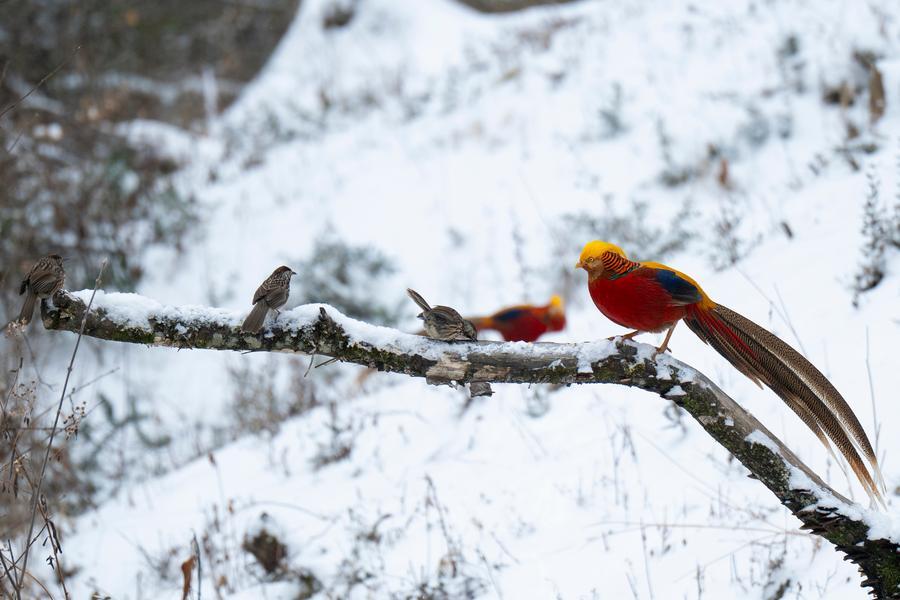 神农架的冬日新图景(图2)
