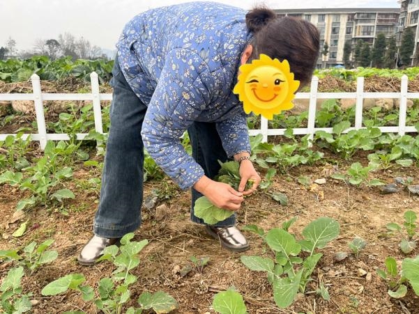 农康融合绘就山区精障康复新图景：田野间绽放希望之光(图4)