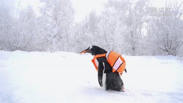 和“街（gāi）溜子”一起逛冰城(图11)