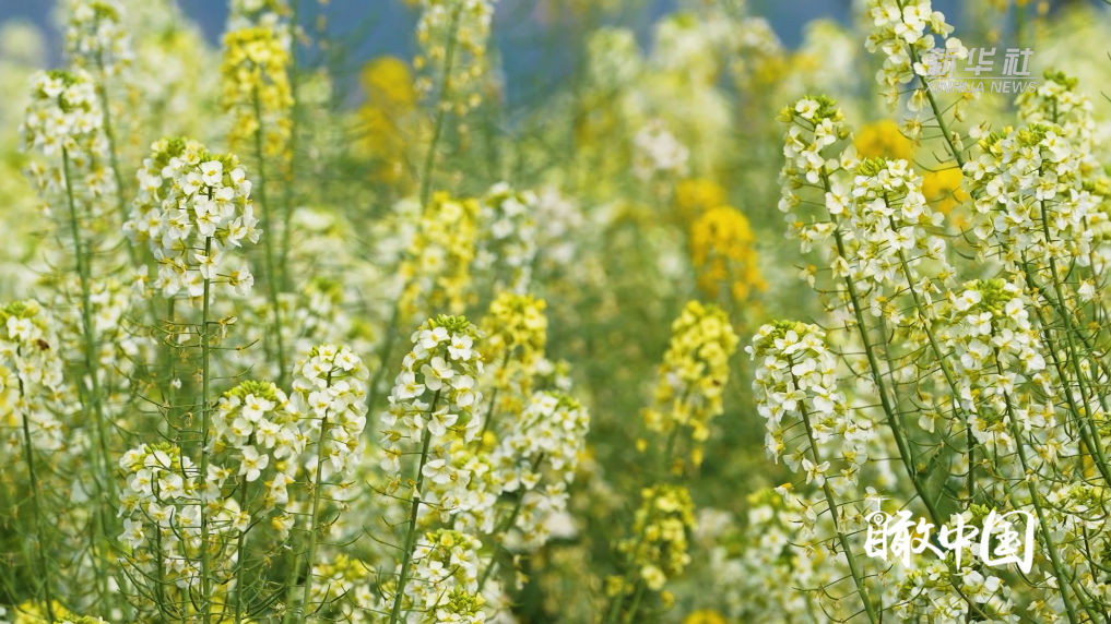 赴一场彩色油菜花的春日之约(图1)