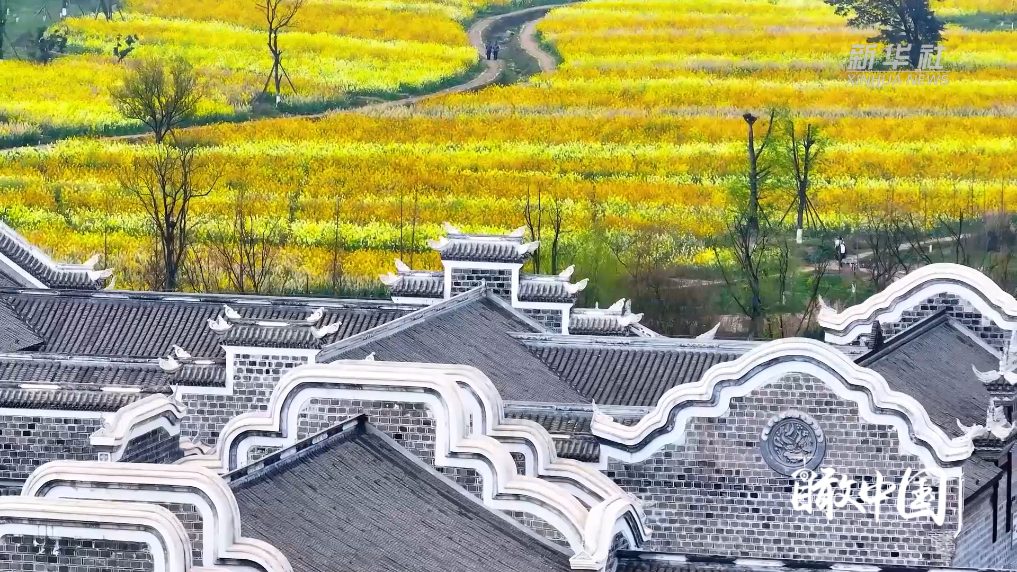 赴一场彩色油菜花的春日之约(图3)