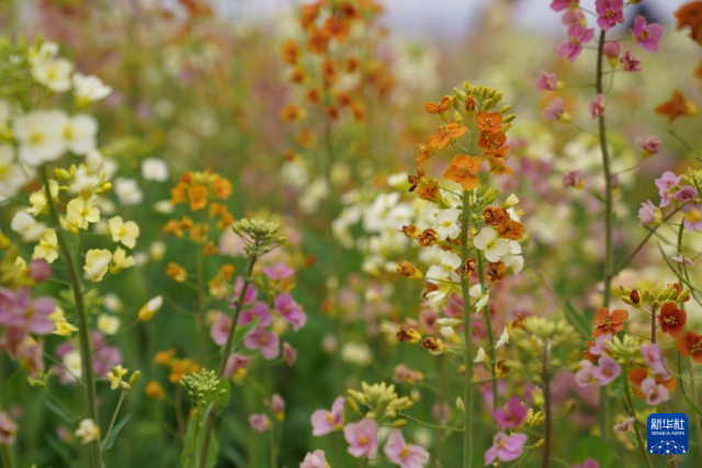 江西南昌：彩色油菜花田春光正好(图4)