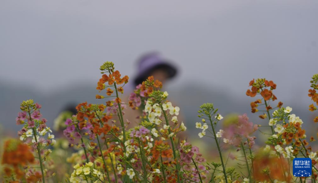 江西南昌：彩色油菜花田春光正好(图3)