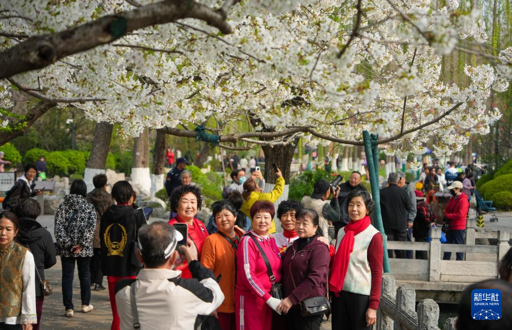 济南：樱花盛开赏花热(图3)