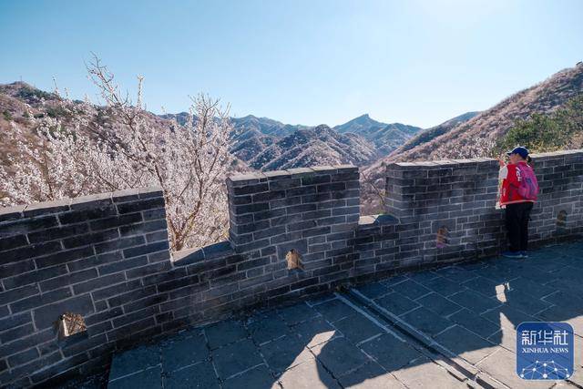 黄花城水长城：山花烂漫 春意正浓 (图6)