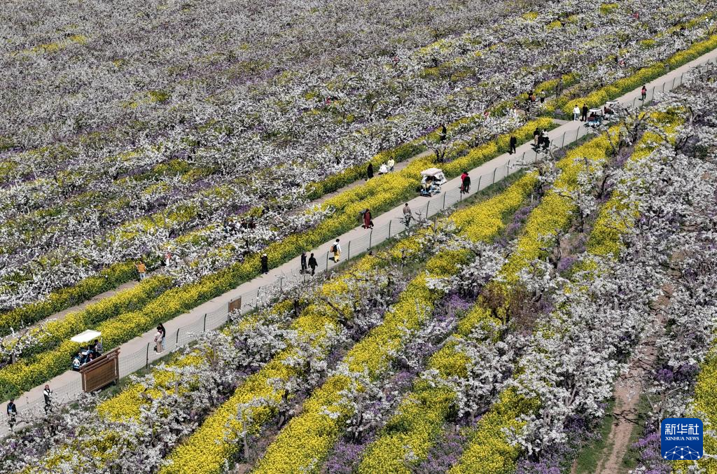 河北晋州：梨花盛开绘美景 农旅融合助发展(图3)