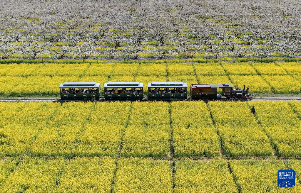 河北晋州：梨花盛开绘美景 农旅融合助发展(图2)