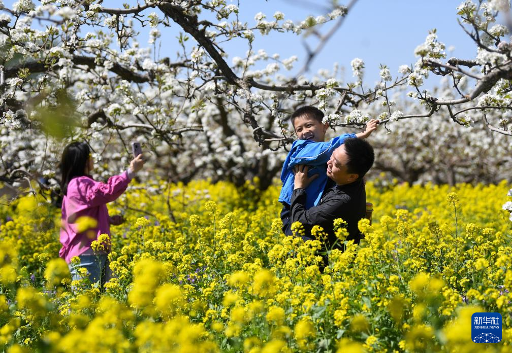 河北晋州：梨花盛开绘美景 农旅融合助发展(图4)