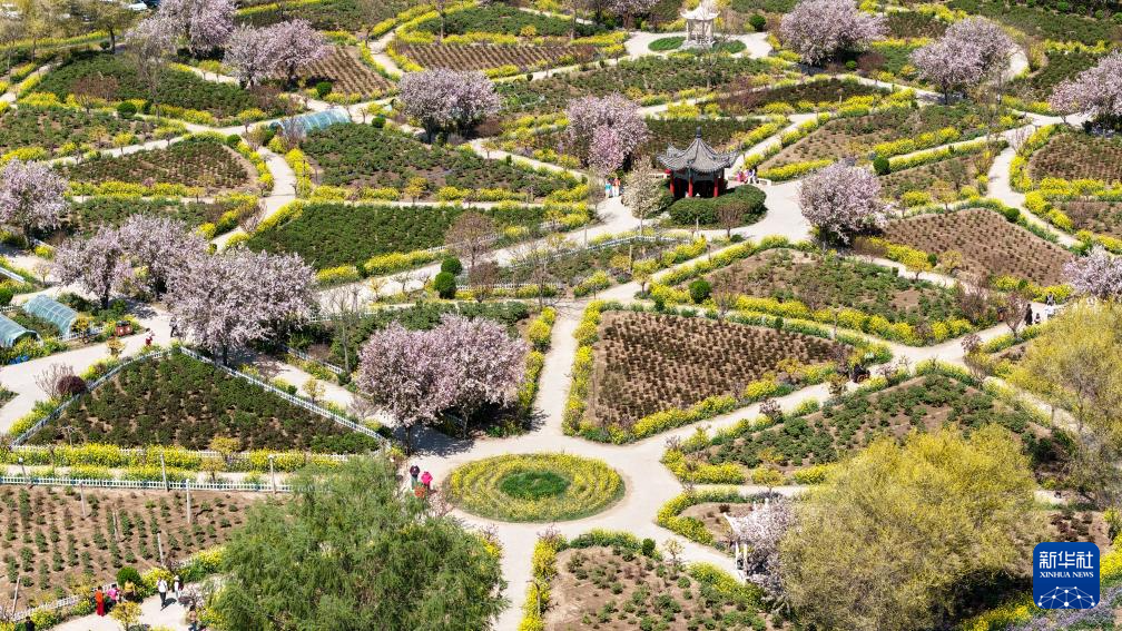 河北晋州：梨花盛开绘美景 农旅融合助发展(图7)