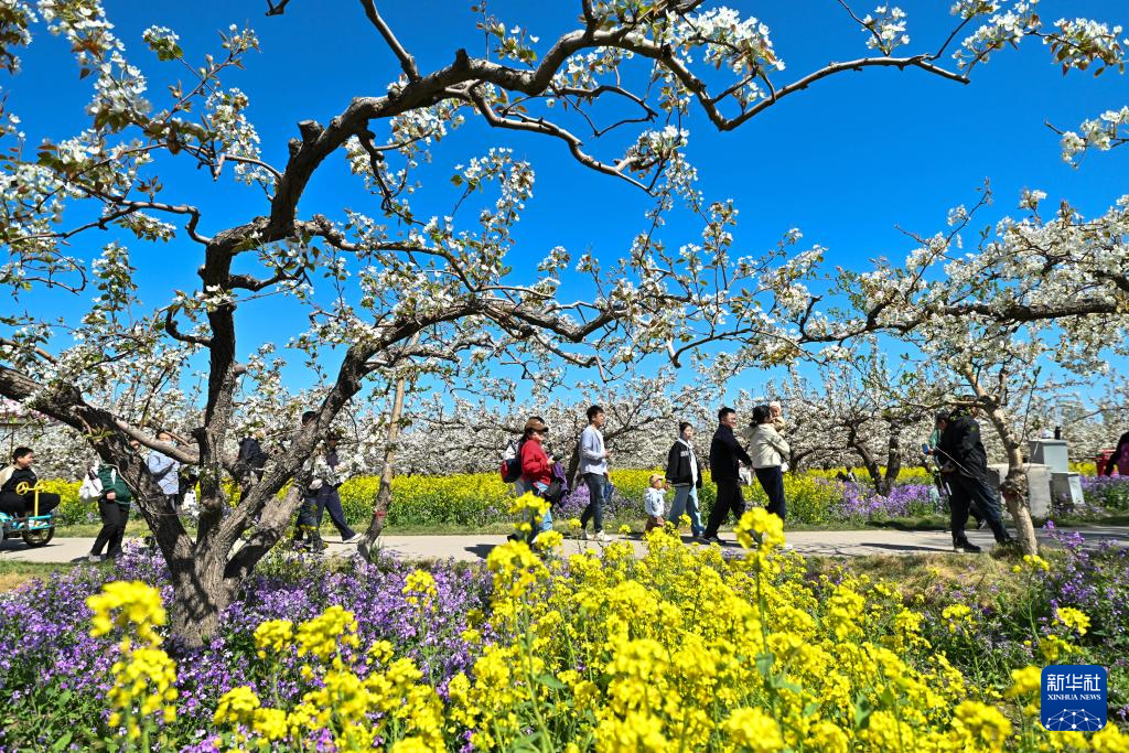 河北晋州：梨花盛开绘美景 农旅融合助发展(图12)