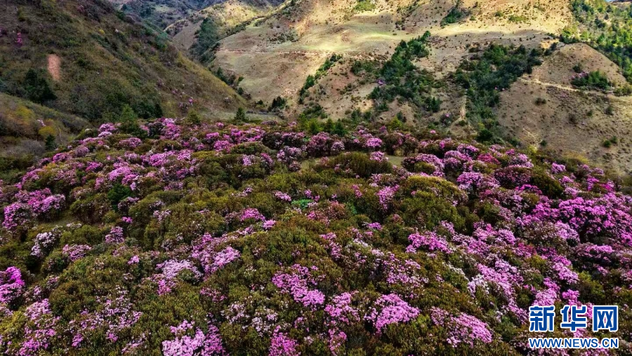 云南剑川：杜鹃花悄然绽放(图1)