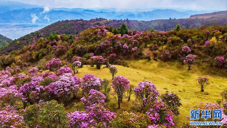 云南剑川：杜鹃花悄然绽放(图3)