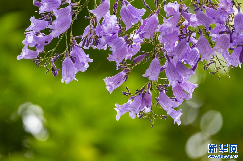 蓝花楹上线 把昆明装点成浪漫都市(图1)