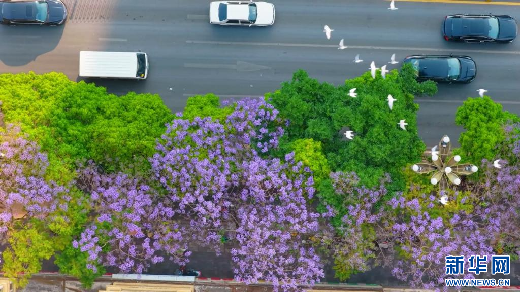 蓝花楹上线 把昆明装点成浪漫都市(图2)