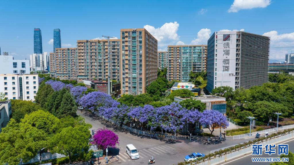 蓝花楹上线 把昆明装点成浪漫都市(图3)