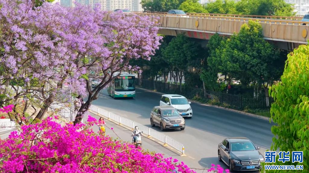 蓝花楹上线 把昆明装点成浪漫都市(图4)