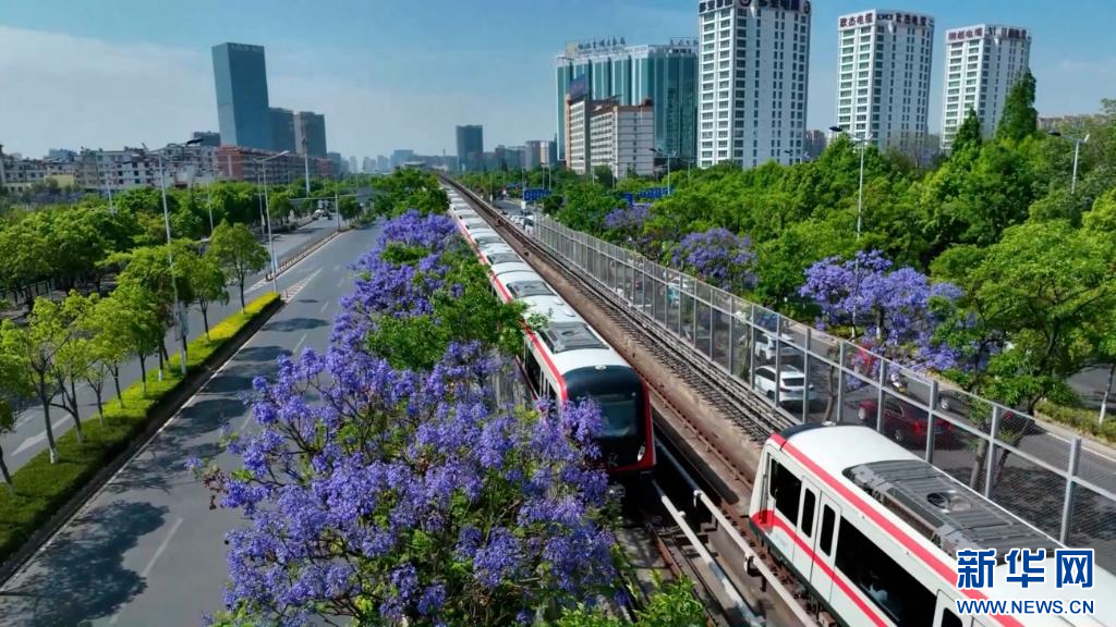 蓝花楹上线 把昆明装点成浪漫都市(图5)