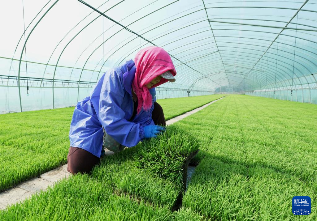 河北曹妃甸：春风和煦育秧忙(图1)