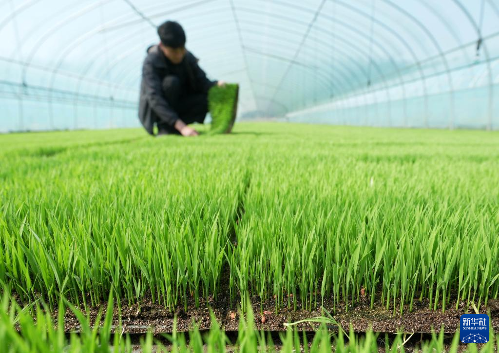 河北曹妃甸：春风和煦育秧忙(图2)