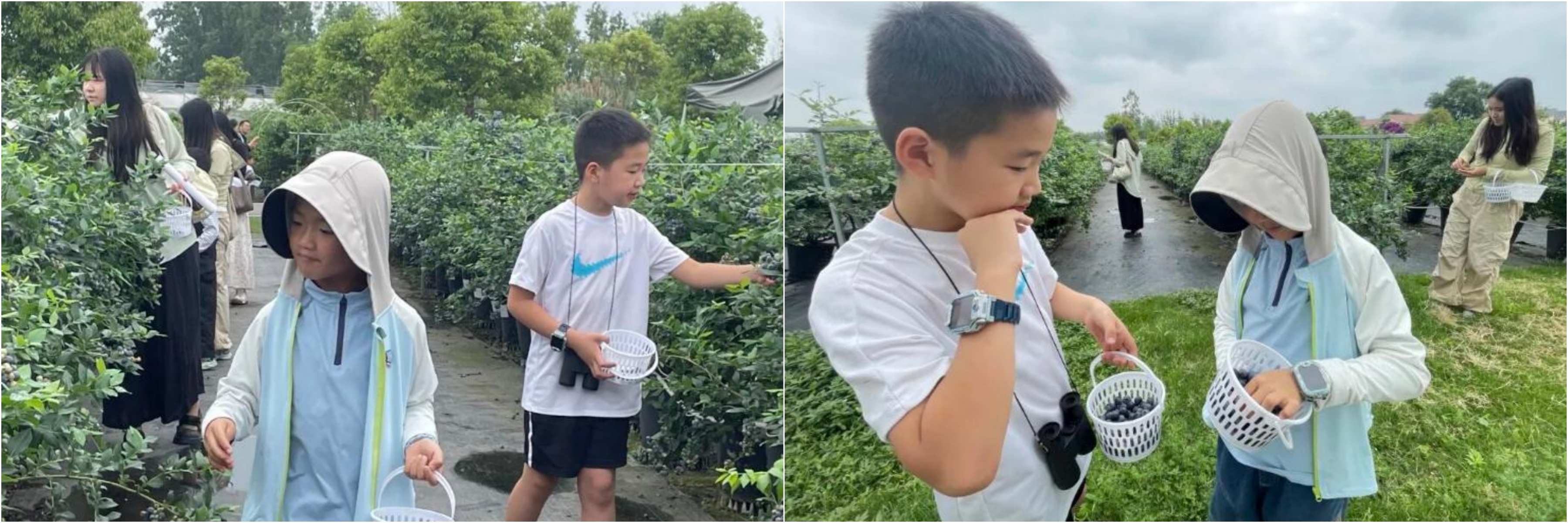 “津图乐游行”活动回顾丨探秘智慧农业， 乐享蓝莓采摘(图2)